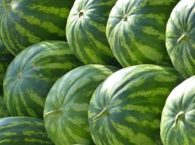 green watermelon